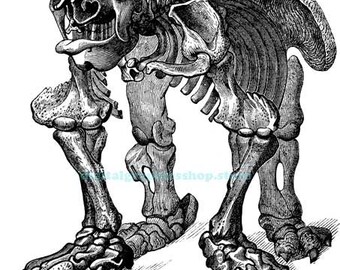 megatherium giant sloth skeleton extinct animal anatomy vintage printable clipart, png jpg , instant download, digital print,