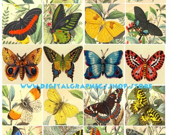 printable vintage art, butterfly insect bug clipart, digital collage sheet , instant download, 2 inch squares