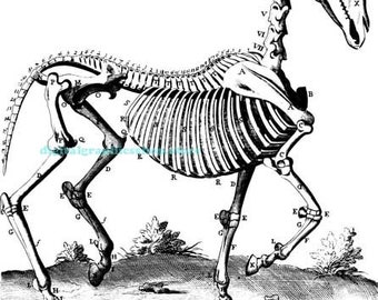 horse skeleton anatomy png jpg vintage illustration printable wall art animal digital print instant download image graphics