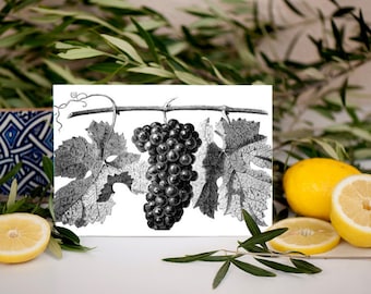 grapes vine fruit plant vintage printable art png jpg clipart instant download digital image garden botanical graphics kitchen home decor