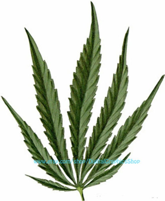 marijuana, pot leaf, cannabis leaves, printable art, clipart png, instant download, digital prints, plant images