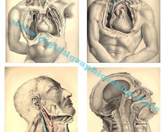 vintage male human anatomy art drawings, medical clipart collage sheet 4" x 5" inch prints, human body, instant download, biology printable