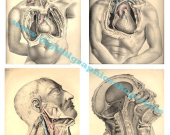 vintage male human anatomy art, medical clipart, collage sheet 4" x 5" inch images, human body, instant download, biology printable