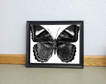 butterfly insect bug Entomology printable art clipart png download digital image graphics nature black and white artwork
