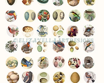 vintage birds eggs nests animal clipart instant download digital collage sheet 1" inch circles printables