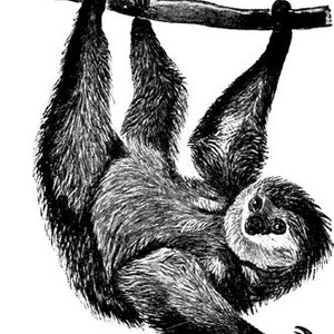 Sloth hanging from tree png jpg vintage illustration printable | Etsy