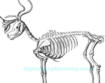 buck deer skeleton animal anantomy vintage printable clipart, png jpg , instant download, digital print,