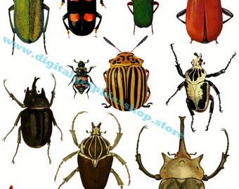 beetles bugs colored Illustration art, instant download, digital print, vintage images, collage sheet, printable insect nature artwork