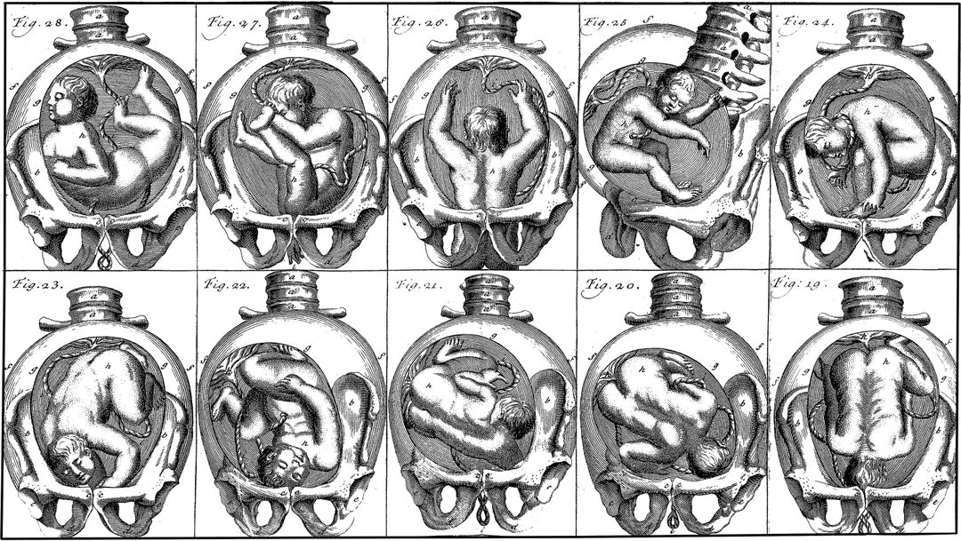 Baby Fetus in Womb Pregnancy Human Anatomy Printable Wall Art Digital ...