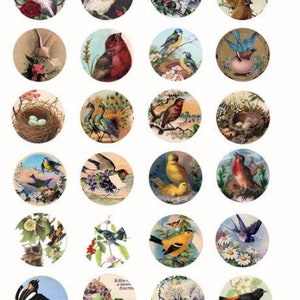pássaros vintage ovos arte folha de colagem digital círculos de 1,5 polegadas flores clipart de animais download digital para impressão