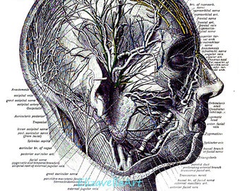 vessels and nerves of the head human anatomy art diagram chart png jpg clipart digital instant download medical anatomy printable