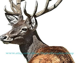 white tail deer clipart, big buck png overlay, antlers printable art, digital instant download, die cut hunting, animals wildlife graphics