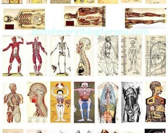 human anatomy digital dominos collage sheet, 1" x 2" inch skulls skeletons clip art, digital print download, biology, physiology
