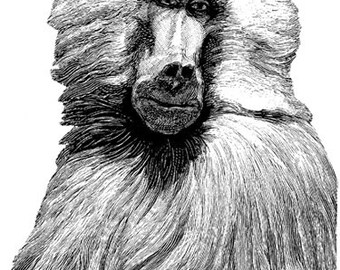 baboon monkey png jpg clipart printable art digital download jungle safari animals digital clip art stamp downloadable graphics images