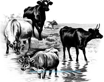 3 cows vintage illustration printable wall art, png jpg clipart, digital print, instant download, farm animals,