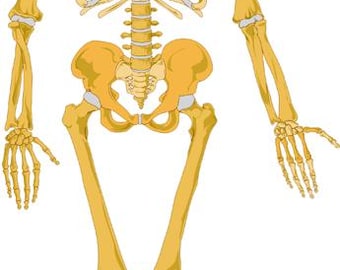 human anatomy skeleton png clipart jpg digital instant download art medical science printable anatomy