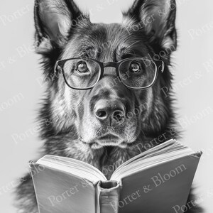 black and white photo of a german shepherd wearing glasses reading a book