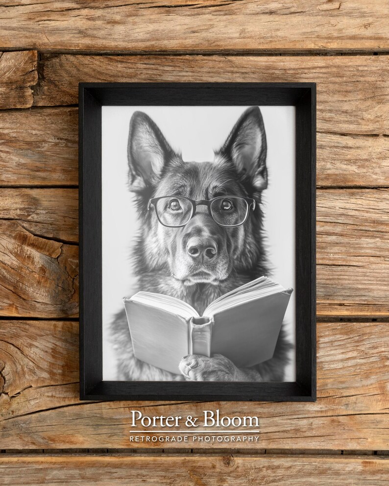 black and white photo of a german shepherd wearing glasses reading a book