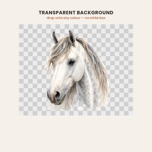May include: A watercolor illustration of a white horse head with a grey dappled neck and a flowing mane. The artwork features soft brushstrokes and natural tones, presented on a transparent background grid with the text TRANSPARENT BACKGROUND.