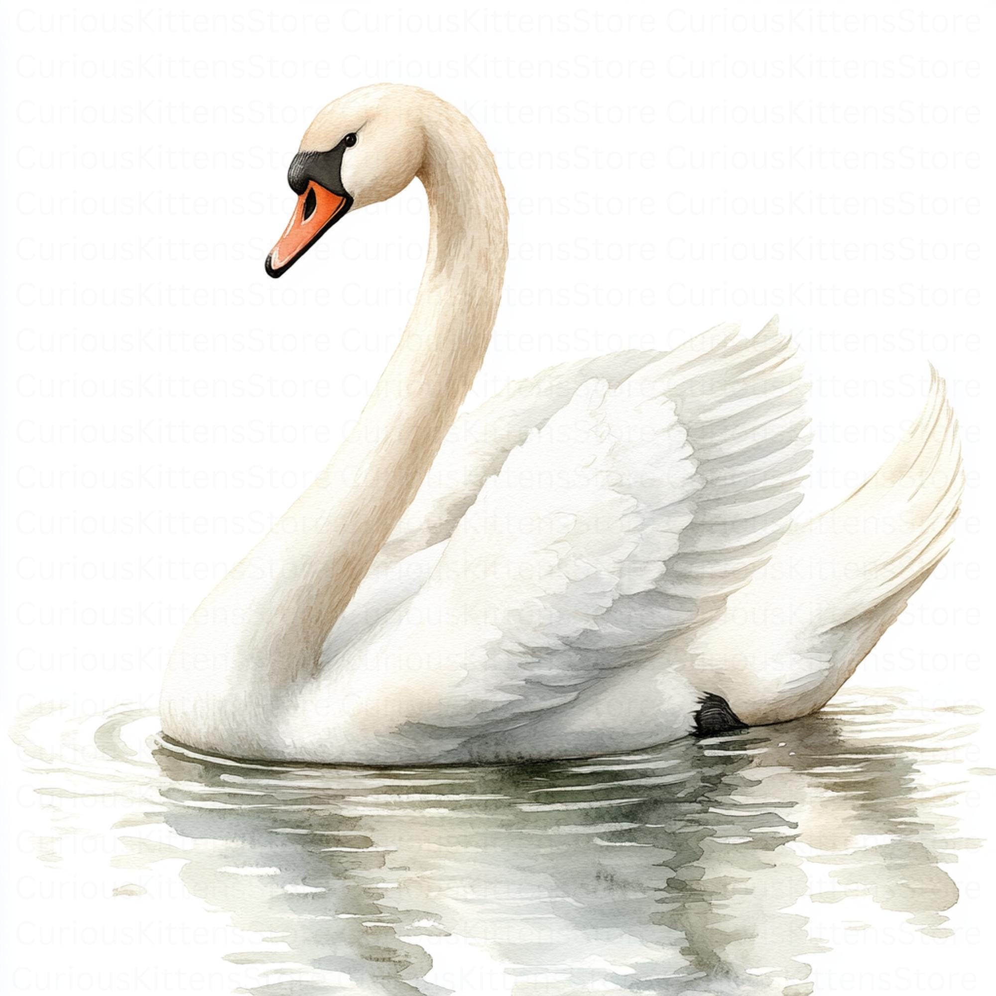 Watercolor Swan Clipart High Quality Jpgs Digital Download Elegant Bird ...