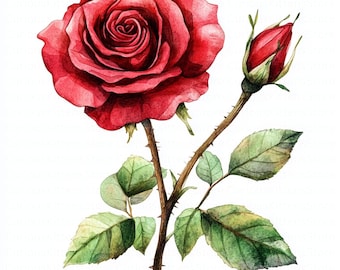 Red rose clipart set high resolution floral graphics jpg digital download botanical illustration printable vintage flower decor scrapbooking