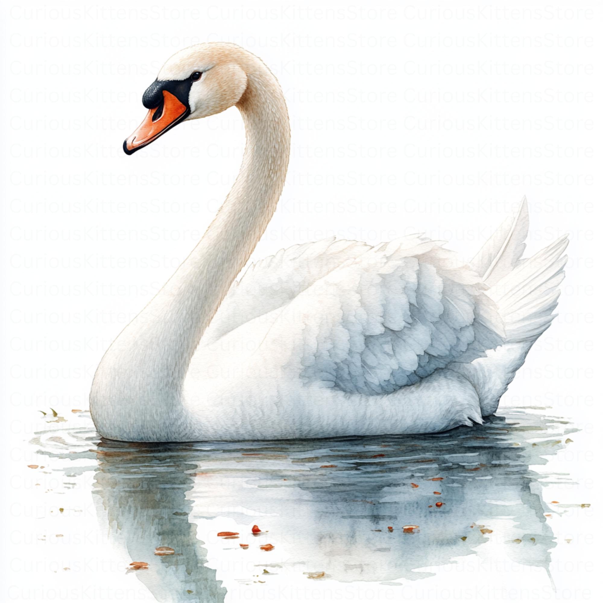 Watercolor Swan Clipart High Quality Jpgs Digital Download Elegant Bird ...
