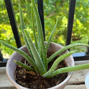 small dracaena The Snobby Leaf | Dracaena 'Janet Craig' - 6 inch Pot