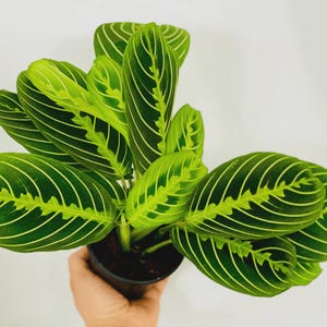 Maranta Prayer Plant (4&quot; Pot) - Lemon Lime Prayer Plant - Maranta Leuconeura - Herringbone Plant - Tropical Houseplant - Exotic Plant