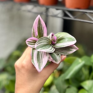 Tradescantia Nanouk Lilac (2&quot; Pot) - Rare Pink Wandering Jew - Fantasy Venice - Nanouk Plant - Tradescantia Albiflora - Easy Houseplant Gift