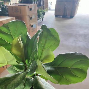 Ficus Lyrata Bush - Dwarf Fiddle Leaf Fig - Little Sunshine Bambino - Banjo Fig - Tropical Plant - Rare Houseplants - Exotic Indoor Plants