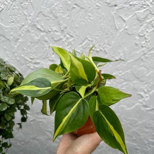 Brasil Philodendron (4&quot; Pot) - Philodendron Brazil - Variegated Trailing Plant, Heart Leaf Philodendron - Brazilian Philodendron