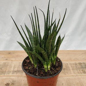 Sansevieria Fernwood Mikado (4&quot; Pot) - Sansevieria Zeylanica - Mother In Law Tongue Plant - Devils Tongue Plant - Air Purifying Houseplants