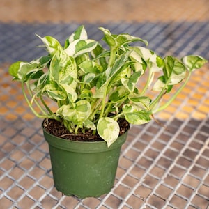 Jade Pothos - Epipremnum Aureum - House Plant - Trailing Plant Epipremnum Pinnatum - Low Light Houseplant - Tropical Easy Plant
