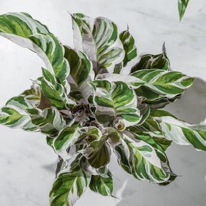 drachenbaum hawaiian sunshine Dracaena fragrans 'Hawaiian Sunshine'  FloraStore