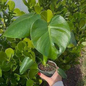 Monstera Deliciosa (4&quot; Pot) - Split Leaf Plant - Swiss Cheese Plant - Indoor Plants - Tropical House Plants - Exotic Plants