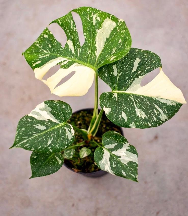philodendron yellow leaves Philodendron Moonlight