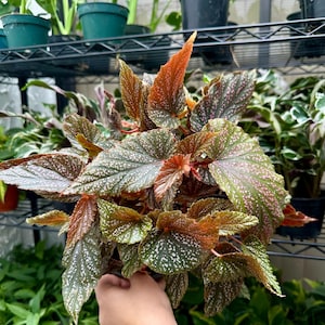 Begonia Maculata Pink Spot (4&quot; Pot) - Spotted Begonia - Polka Dot Begonia - Clown Begonia Houseplant - Angel Wing Begonia - Begonia Gift