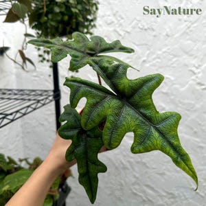 Alocasia Jacklyn (4" Pot) Indoor Plant - Alocasia Tandrusa 4 Inch Pot House Plants - Rare Houseplants - Plant Gifts