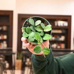 Hoya Mathilde (4&quot; Pot) - Hoya Carnosa x Hoya Serpens - Hybrid Hoya - Compact Hoya - Indoor Plant - Rare Houseplant - Plant Gift