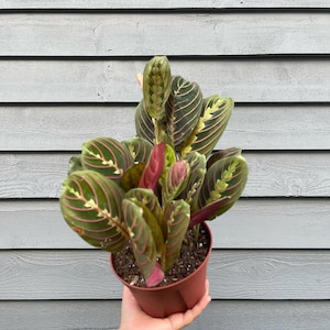 Maranta Red (4&quot; Pot) - Red Prayer Plant - Maranta Leuconeura Erythroneura - Red Veined Prayer Plant - Herringbone Plant - Exotic Houseplants