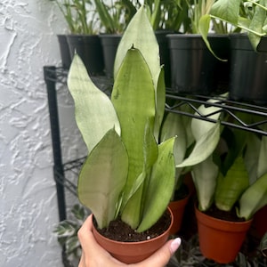 Sansevieria Moonshine (4&quot; Pot) - Moonshine Snake Plant - Mother In Laws Tongue Plant - Easy Houseplant - Air Purifying Plant - Indoor Plants