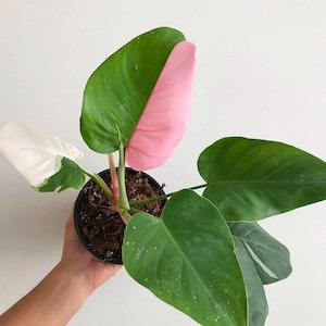Philodendron White Princess (4&quot; Pot) - Philodendron Erubescens - Royal White Philodendron - Indoor Plant - Rare Plants - Rare Houseplants