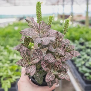 Fittonia Pink (4&quot; Pot) - Pink Nerve Plant - Pink Fittonia Albivenis - Mosaic Plant - Painted Net Leaf - Tropical Plant Gift - House Plant