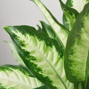 Dieffenbachia Camille (4&quot; Pot) - Dumb Cane Plant - Leopard Lilly Plant - Variegated Dieffenbachia - Tropical Plants - Exotic Houseplants