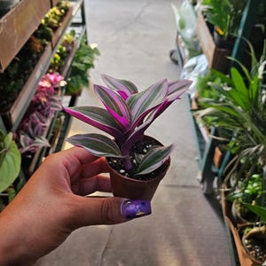 Rare Tradescantia Nanouk Lilac (2&quot; Pot) - Pink Wandering Jew - Fantasy Venice - Nanouk Plant - Tradescantia Albiflora - Easy Houseplant Gift