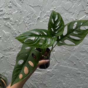 Monstera Adansonii (4&quot; Pot) - Monstera Swiss Cheese - Adanson Monstera - Swiss Cheese Plant - Tropical House Plants - Exotic Plants