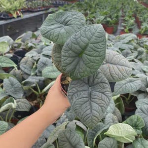 Alocasia Melo (4&quot; Pot) - Alocasia Rugosa - Tropical Plants - Elephant Ear Alocasia Plant - Rare Houseplants - Exotic Plants - Indoor Plants