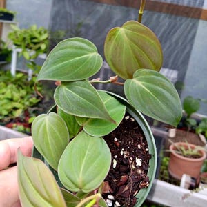 Philodendron Mican, 4 Inch Pot, Philodendron Micans Plant, Aroid Indoor Plant, Starter Plant, Exotic Houseplants