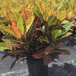 Croton Petra (4&quot; Pot) - Codiaeum Variegatum - Variegated Croton - Fire Croton - Garden Croton - Plant Gift - Exotic Houseplants