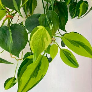 Philodendron Brazil (4&quot; Pot) - Philodendron Brasil - Variegated Trailing Plant, Heart Leaf Philodendron - Brazilian Philodendron